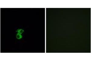 Immunofluorescence analysis of MCF7 cells, using OR6B2 Antibody.