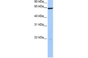 WB Suggested Anti-PAXIP1 Antibody Titration:  0. (PAXIP1 antibody  (N-Term))