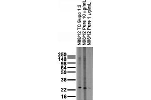 anti-Mesoderm Development Candidate 2 (MESDC2) (AA 30-95) antibody