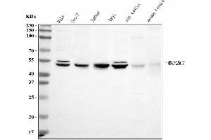 Western blot analysis of MEK7/MAP2K7 using anti-MEK7/MAP2K7 antibody (ABIN3043875). (MAP2K7 antibody  (N-Term))