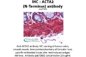 Image no. 2 for anti-Actin, alpha 2, Smooth Muscle, Aorta (ACTA2) (N-Term) antibody (ABIN1731470)