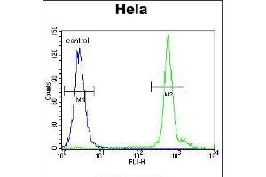 Flow cytometric analysis of Hela cells (right histogram) compared to a negative control cell (left histogram). (EMG1 antibody  (AA 104-133))