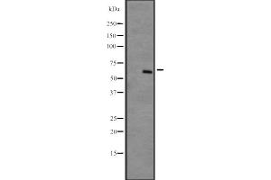 Western blot analysis of DYRK4 expression in NCI-H292 cell line lysates ;developed using the ECL technique,The lane on the left is treated with the antigen-specific peptide. (DYRK4 antibody  (C-Term))