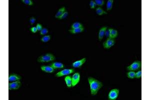 Immunofluorescent analysis of HepG2 cells using ABIN7151138 at dilution of 1:100 and Alexa Fluor 488-congugated AffiniPure Goat Anti-Rabbit IgG(H+L) (RNF128 antibody  (AA 229-400))