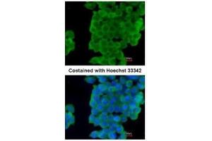 ICC/IF Image Immunofluorescence analysis of paraformaldehyde-fixed mouse ESC D3, using LXN, antibody at 1:200 dilution. (Latexin antibody)