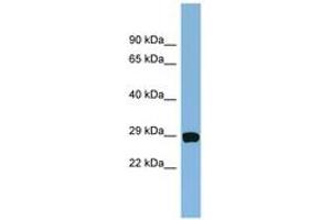 Image no. 1 for anti-Coiled-Coil-Helix-Coiled-Coil-Helix Domain Containing 3 (CHCHD3) (AA 35-84) antibody (ABIN6744109) (CHCHD3 antibody  (AA 35-84))