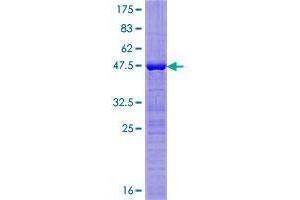 BTF3L4 Protein (AA 1-158) (GST tag)