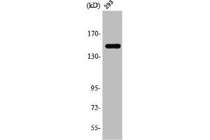 Western Blot analysis of 293 cells using TAB182 Polyclonal Antibody (TNKS1BP1 antibody  (C-Term))