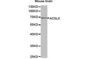 Western Blotting (WB) image for anti-Acyl-CoA Synthetase Long-Chain Family Member 5 (ACSL5) antibody (ABIN1870777) (ACSL5 antibody)
