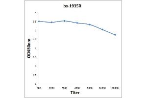 Antigen: 0. (SCGB1A1 antibody  (AA 51-96))