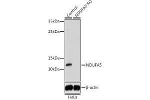 NDUFA5 anticorps