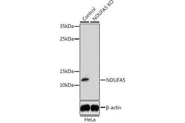 NDUFA5 抗体