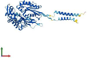 AlphaFold protein structure predicition of Human Recombinant ENTPD2 Protein, UniprotID Q9Y5L3 (ENTPD2 Protein (AA 1-495) (His tag))