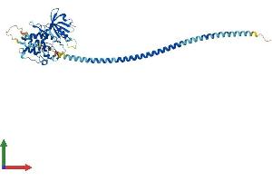 Protein Structure (PS) image for Death-Associated Protein Kinase 3 (DAPK3) (AA 1-454) protein (His tag) (ABIN7553658)