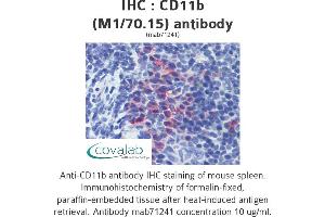 Image no. 1 for anti-Integrin alpha M (ITGAM) antibody (ABIN1724066) (CD11b antibody)