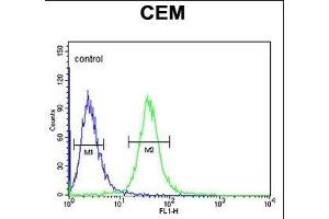 SMYD3 Antibody (Center) (ABIN6242627 and ABIN6578989) flow cytometric analysis of CEM cells (right histogram) compared to a negative control cell (left histogram). (SMYD3 antibody  (AA 209-236))
