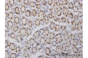 Image no. 1 for anti-GA Binding Protein Transcription Factor, alpha Subunit 60kDa (GABPA) (AA 1-101) antibody (ABIN598705) (GABPA antibody  (AA 1-101))
