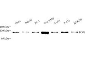 Western blot analysis of POP1 (ABIN7075178),at dilution of 1: 2000 (POP1 antibody)