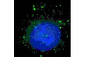 Fluorescent image of  cells stained with BARON (N-term) antibody.