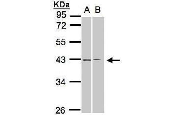 GALR2 antibody  (C-Term)