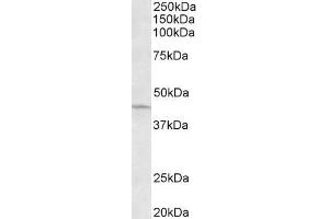 ABIN5539619 (0. (ARPC1A antibody  (C-Term))