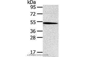 Western blot analysis of Hepg2 cell, using TNFRSF4 Polyclonal Antibody at dilution of 1:250 (TNFRSF4 antibody)