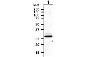 The cell lysate (40ug) were resolved by SDS-PAGE, transferred to PVDF membrane and probed with anti-human HTATIP2 antibody (1:1000). (HIV-1 Tat Interactive Protein 2, 30kDa (HTATIP2) (AA 1-242) antibody)