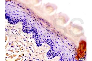 Formalin-fixed and rat tongue tissue labeled with Anti-AQP-3 Polyclonal Antibody, Unconjugated (ABIN673974) at 1:200 followed by conjugation to the secondary antibody and DAB staining (AQP3 antibody  (AA 201-292))