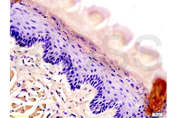 AQP3 antibody  (AA 201-292)