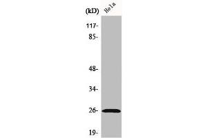 Western Blot analysis of HeLa cells using Ephrin-A5 Polyclonal Antibody