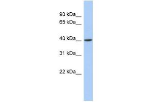 WB Suggested Anti-ACADS Antibody Titration: 0. (ACADS antibody  (Middle Region))