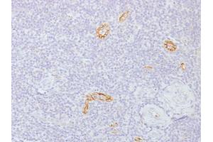 Formalin-fixed, paraffin-embedded human Tonsil stained with Connexin 32 Monoclonal Antibody (GJB1/1753) (GJB1 antibody)