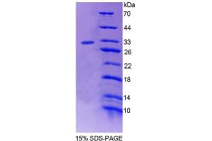 SDS-PAGE (SDS) image for Protein tyrosine Phosphatase, Non-Receptor Type 3 (PTPN3) (AA 18-259) protein (His tag) (ABIN6239492) (PTPN3 Protein (AA 18-259) (His tag))