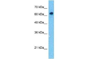 Western Blotting (WB) image for anti-SRY (Sex Determining Region Y)-Box 10 (SOX10) (Middle Region) antibody (ABIN2777864)
