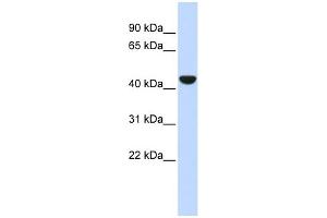WB Suggested Anti-KRT19 Antibody Titration:  0. (Cytokeratin 19 antibody  (N-Term))