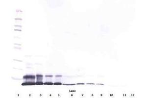 Image no. 3 for anti-RELM alpha antibody (ABIN465191) (RELM alpha antibody)