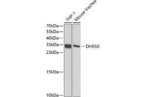 Western blot analysis of extracts of various cell lines, using DHRS9 antibody (ABIN6130324, ABIN6139603, ABIN6139604 and ABIN6221932) at 1:1000 dilution. (DHRS9 antibody  (AA 18-319))
