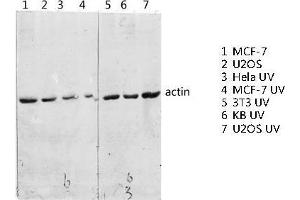 Western Blot (WB) analysis of specific lysis using Actin Polyclonal Antibody. (Actin antibody  (C-Term))