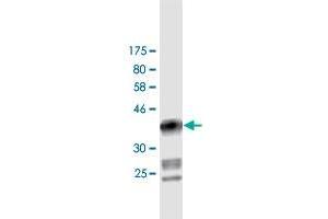 Western Blot detection against Immunogen (37. (DIAPH1 antibody  (AA 921-1024))