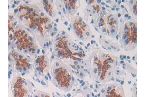 Detection of SPON2 in Human Stomach Tissue using Polyclonal Antibody to Spondin 2 (SPON2) (SPON2 antibody  (AA 119-331))