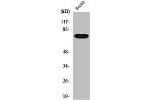 Western Blot analysis of HepG2 cells using FASTKD3 Polyclonal Antibody (FASTKD3 antibody  (Internal Region))