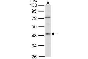 WB Image Sample (30 ug of whole cell lysate) A: Hep G2 , 10% SDS PAGE HNF-4 alpha antibody antibody diluted at 1:1000 (HNF4A antibody  (N-Term))