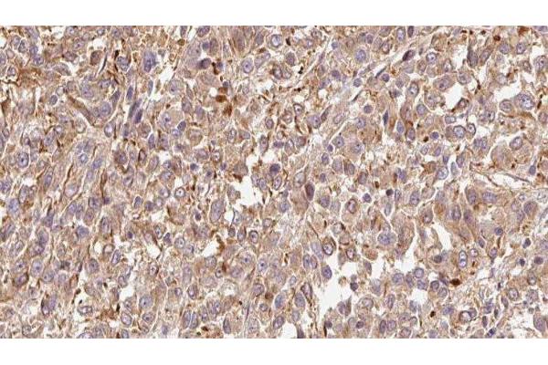 CST6 antibody  (N-Term)
