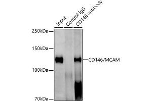 Immunoprecipitation analysis of 600 μg extracts of Mouse lung cells using 3 μg CD146/MCAM antibody (ABIN7268460). (MCAM antibody)