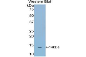 Detection of Recombinant SEMA3A, Human using Polyclonal Antibody to Semaphorin 3A (SEMA3A) (SEMA3A antibody  (AA 580-664))