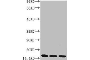 Western blot analysis of 1) Hela, 2) Raw264. (Di-Methyl-Histone H3(K36) (H3K36me2) antibody)
