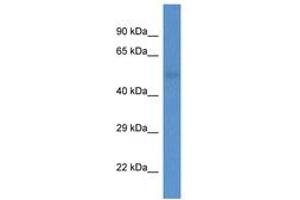 Image no. 1 for anti-1-Acylglycerol-3-Phosphate O-Acyltransferase 6 (Lysophosphatidic Acid Acyltransferase, Zeta) (AGPAT6) (AA 209-258) antibody (ABIN6746911) (AGPAT6 antibody  (AA 209-258))