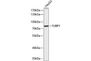 Western blot analysis of extracts of HepG2 cells using FUBP1 Polyclonal Antibody at dilution of 1:1000. (FUBP1 antibody)