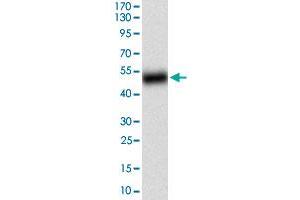 Western blot analysis of human BACE1 (AA: 112-324) recombinant protein (Expected MW is 49. (BACE1 antibody  (AA 112-324))