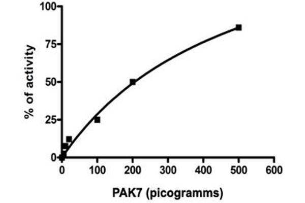 PAK7 Protein (AA 425-719)